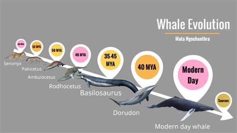 Evolution of the Whale by Weerin Ngochanthra on Prezi