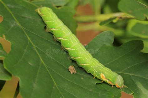 La Polilla La Gran Oruga Prominente Peridea Anceps Larvae Caterpillar