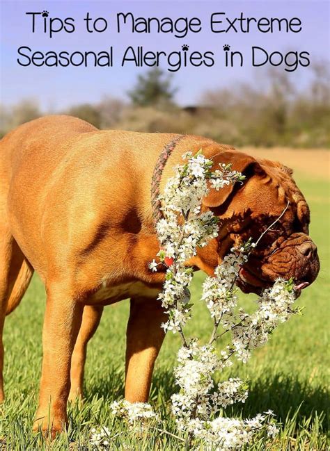 Understanding Why Older Dogs Shed More: Tips to Manage Seasonal Changes - Hunter Games Magazine