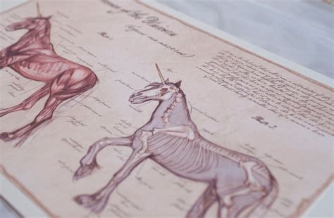 Anatomy of the Unicorn // Unicorn Art Poster // Medical - Etsy Australia