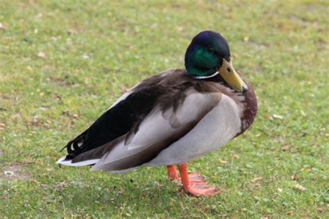 Free Images Nature Wing Flying Male Wildlife Beak Flight