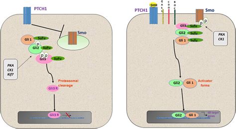 Sonic Hedgehog Signaling Pathway