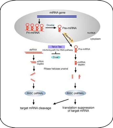 Model Of Rna Silencing Pathway The Biogenesis Of Rna Silencing Download Scientific Diagram