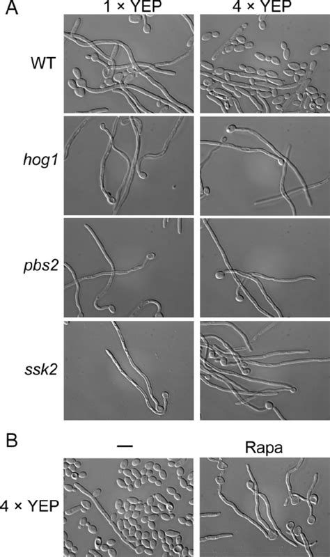 Hog1 Functions Downstream Of Tor1 Signaling In Hyphal Maintenance A Download Scientific