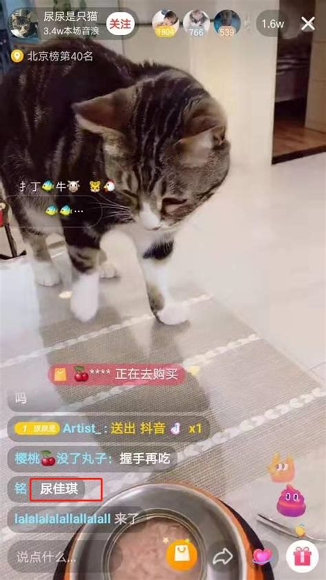 抖音云吸萌宠之夜，主播尿尿是只猫在线种草猫粮，引发抢购！抖音猫粮猫新浪新闻