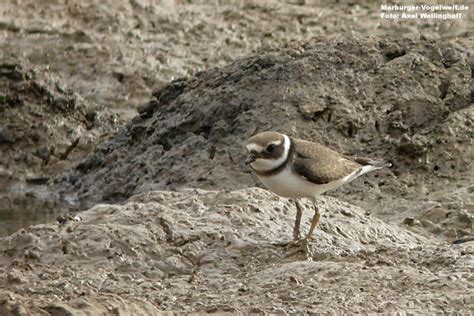 Marburger Vogelwelt De Sandregenpfeifer Charadrius Hiaticula Ringed