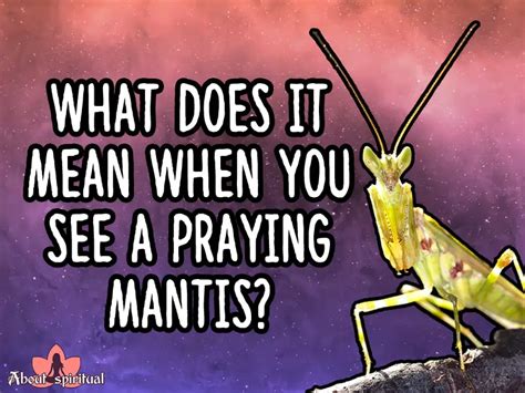 Spiritual Meaning Of A Praying Mantis CHURCHGISTS