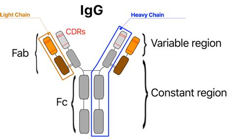 Developing Modern Medicines By Simulating The Human Immune System Splice