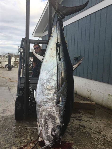 Photos Pound Bluefin Tuna Caught In North Carolina On The Water