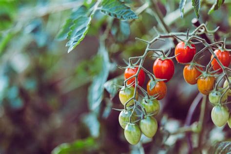 Когда пикировать помидоры и как правильно это делать