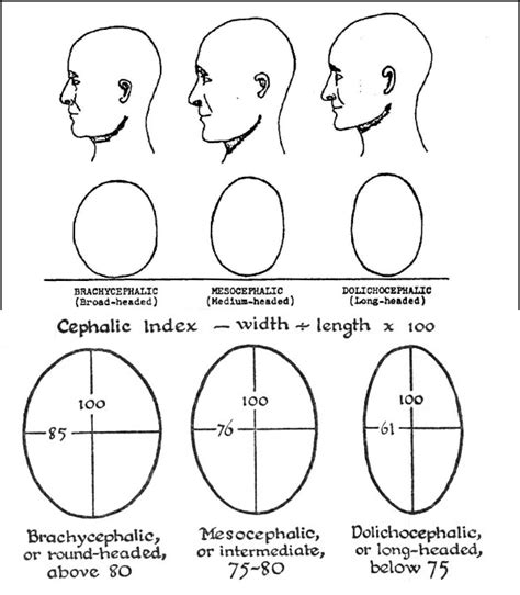 Brachycephaly Cephalic Index Chart: A Visual Reference of Charts ...