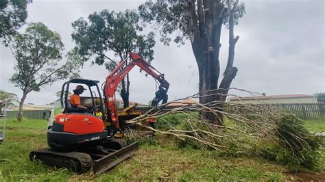 Tree Pruning Kingaroy South Burnett Tree Removal