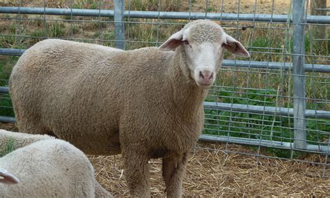 Wild Rose Farm: Sorting Sheep!