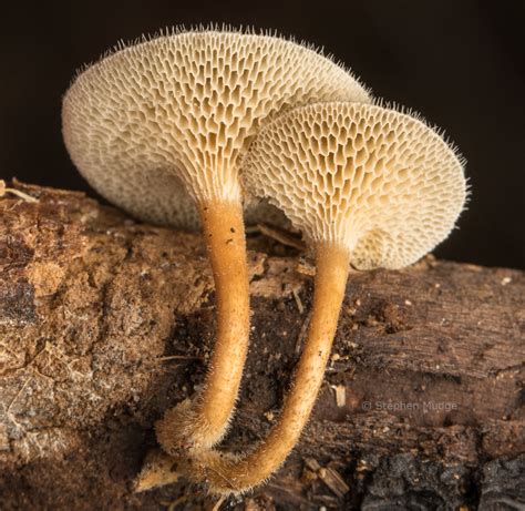 Lentinus Arcularius Stephen Mudge Flickr