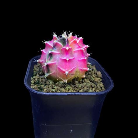 Jual Kaktus Gymnocalycium Mihanovichii Variegata Starfire Di Seller