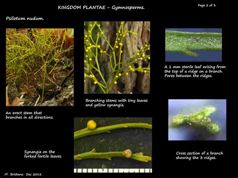 Psilotum nudum - Botany Brisbane