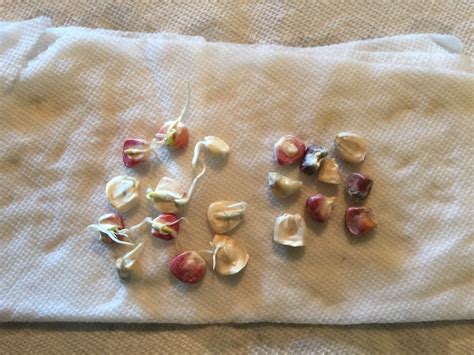 Simple Germination Test – Mink Hollow Farm