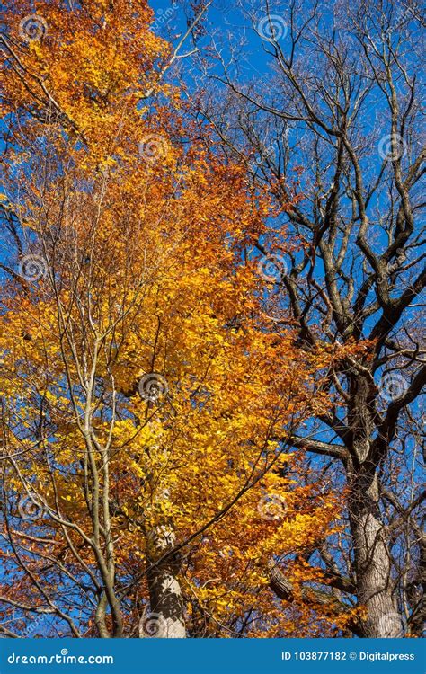 Árbol De Hoja Caduca En Otoño Foto de archivo Imagen de deciduo