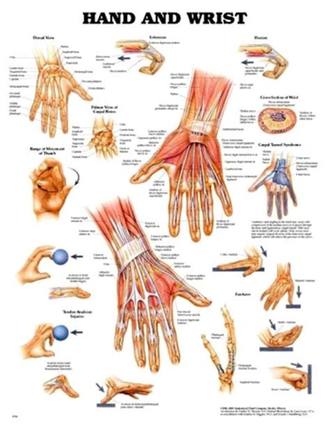 Thumb Anatomy Diagram