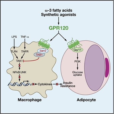 Gpr Is An Omega Fatty Acid Receptor Mediating Potent Anti