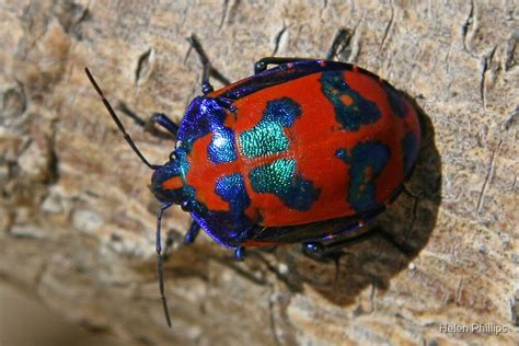 "Red and Blue Beetle" by Helen Phillips | Redbubble