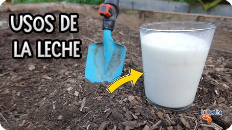 LECHE PARA LAS PLANTAS 7 Usos INCREIBLES Para Plantas Y El Huerto