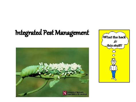 Integrated Pest Management Integrated Pest Management Ipm Is