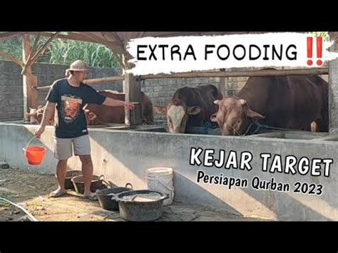 KEJAR TARGET EXTRA FOODING UNTUK PERSIAPAN SAPI QURBAN 2023 YouTube