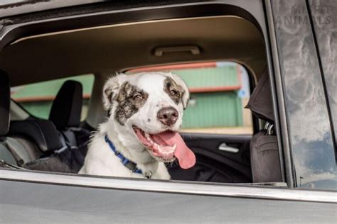 Is Your Dog Panting In The Car? 6 Reasons & How To Fix It