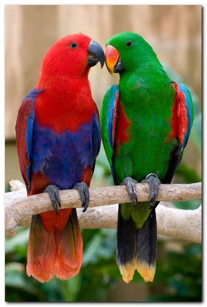 Eclectus Parrot Pair These Are The Most Beautiful Males Are Green And