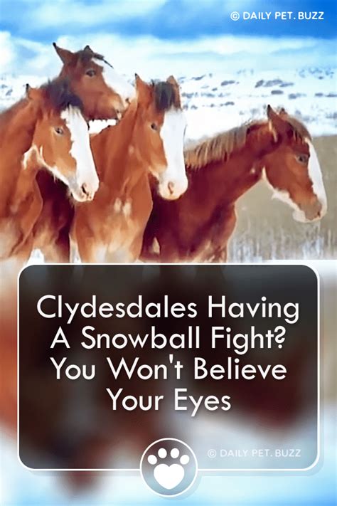 Clydesdales Having A Snowball Fight? You Won’t Believe Your Eyes – Pet Buzz