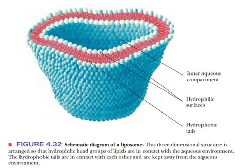 Hydrophobic Interactions:A Case Study in Thermodynamics