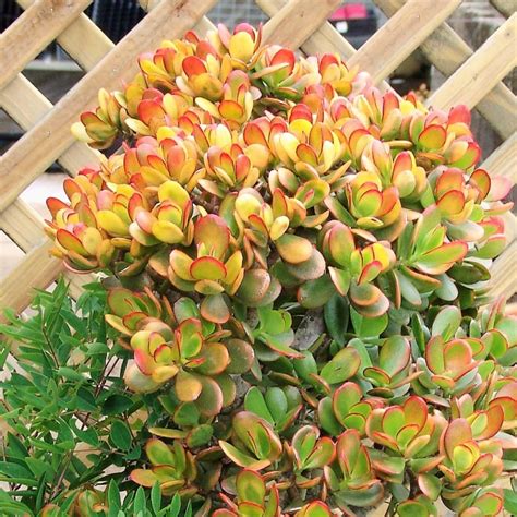 Crassula Blue Bird