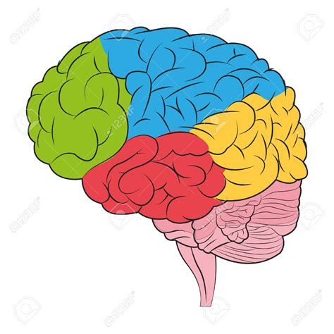 Brain clipart colored, Picture #122892 brain clipart colored