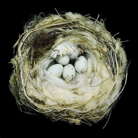 Nests and the Birds That Built Them - Gallery | Garden Design