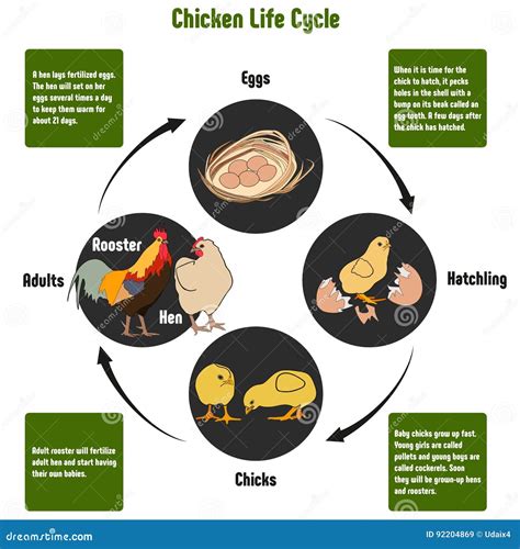 Diagrama Del Ciclo De Vida Del Pollo Ilustración del Vector