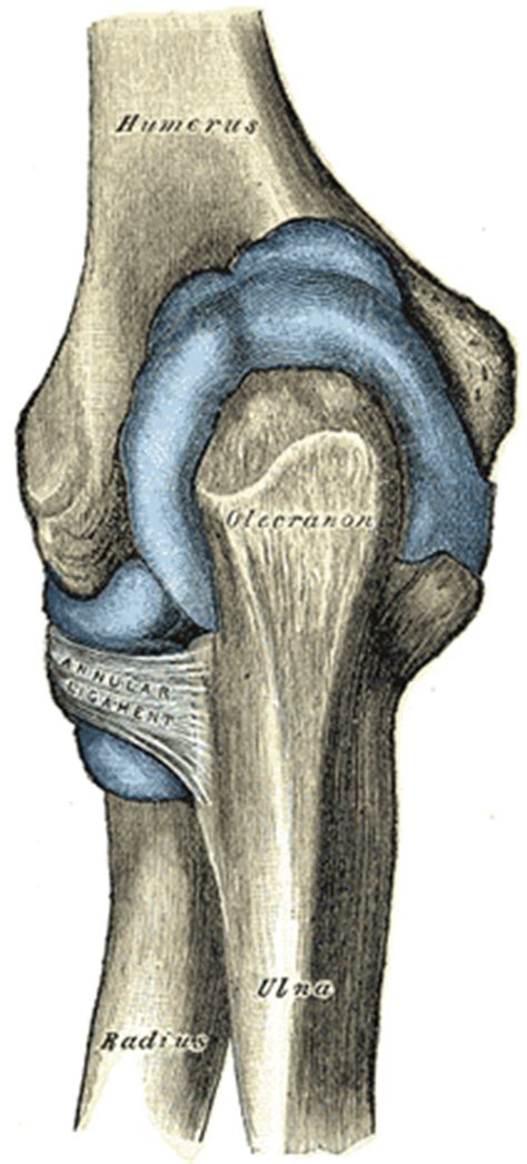 Elbow-joint - Human Anatomy