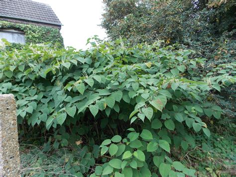 Japanese Knotweed Fallopia Japonica BRITISH NATURE GUIDE