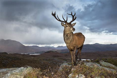 Red Dee Stag In Uplands, Lochcarron, Highlands, Scotland Photograph by ...