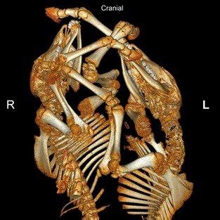 Three Dimensional Reconstruction Of The Caudal Ct View From Dorsal