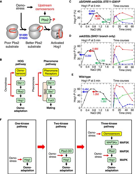 Osmostress Enhances Activating Phosphorylation Of Hog1 Map Kinase By Mono‐phosphorylated Pbs2