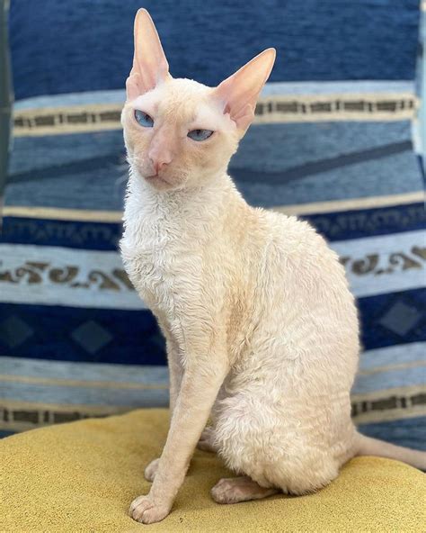 Cornish Rex Artofit