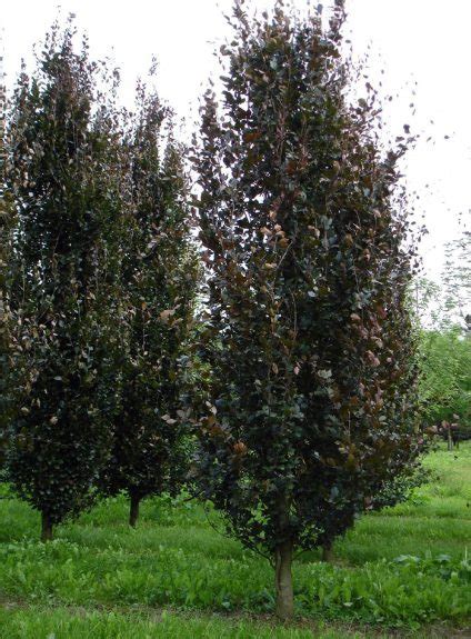 Fagus Sylvatica Riversii Rivers Purple Beech Nature First Trees