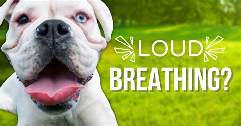 Why Does My Dog Breathe Loudly? - Happy Tails Inc