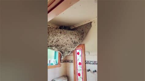 Worlds Biggest Wasp Nest In Australia Youtube