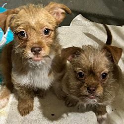 Freehold NJ Shih Tzu Chihuahua Meet Pup 1 A Pet For Adoption