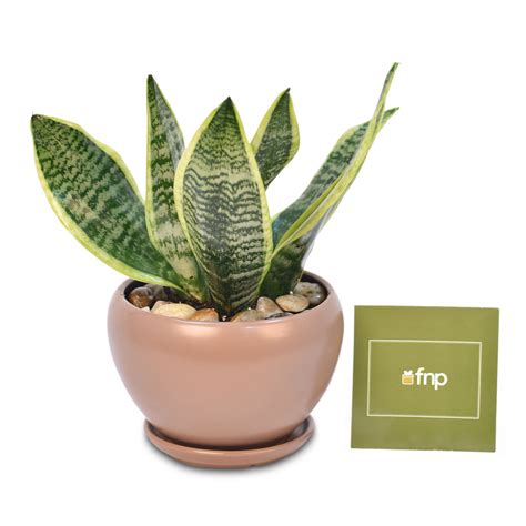 Snake Plant In Designer Pot Delivery In Singapore Fnp Sg