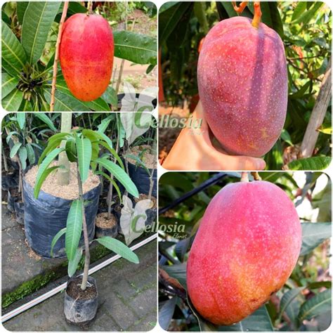 Jual Bibit Tanaman Buah Mangga Miyazaki Jepang Okulasi 1000 Valid