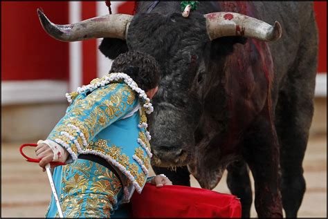 Toro De Lidia Origen Características Y Más