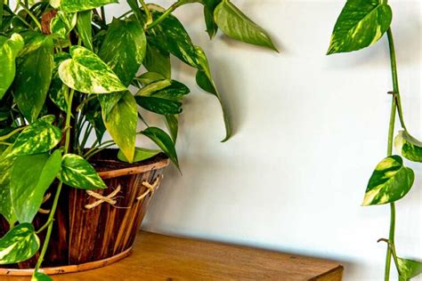 Comment faire grimper un Pothos sur une écorce guide simple et efficace